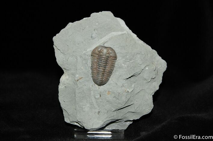 Nice Inch Prone Flexi Trilobite - Indiana #492